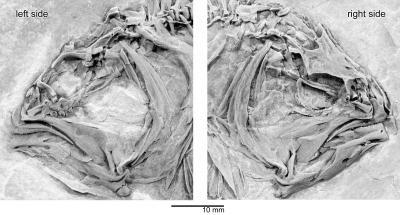  Skull of heteronectes chaneti, showing incomplete orbital migration intermediate between generalized fishes and living flatfishes.